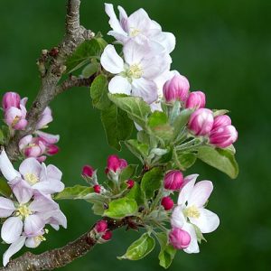 apple-blossom-1765949_640